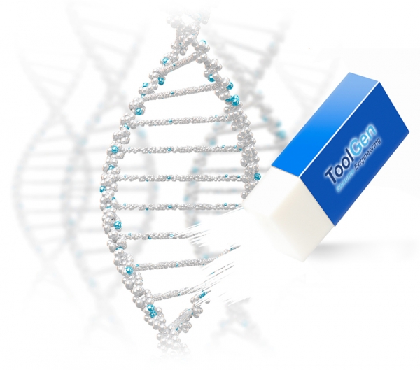 유전자교정 제품 및 서비스를 제공하는 생명공학 전문기업 툴젠이 ‘유전자가위’ 원천기술과 관련한 미국 특허를 지난달 26일 취득했다. [사진 출처=툴젠 홈페이지]