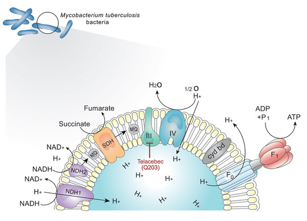 2008년 7월 설립된 큐리언트는 신약 개발기업이다. 코스닥시장에는 2016년 2월 상장됐다. 사진은 텔라세벡(Q203). [사진출처=큐리언트]